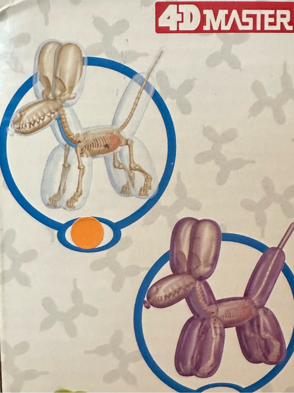 Balloon Dog Anatomy Model Kit #85 - Picture 5 of 9